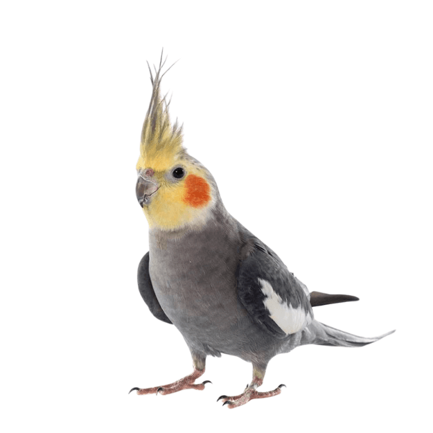 Burung